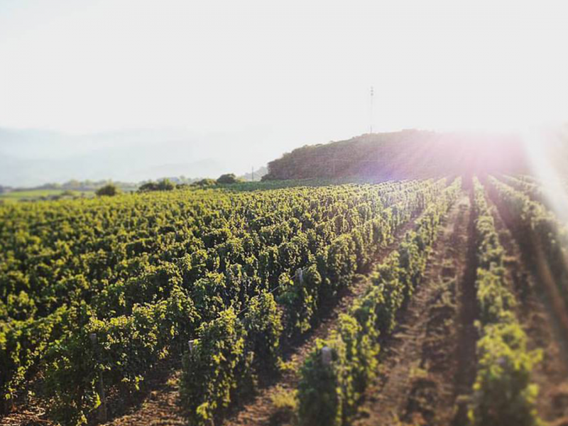 CSOL_tenuta-gallery